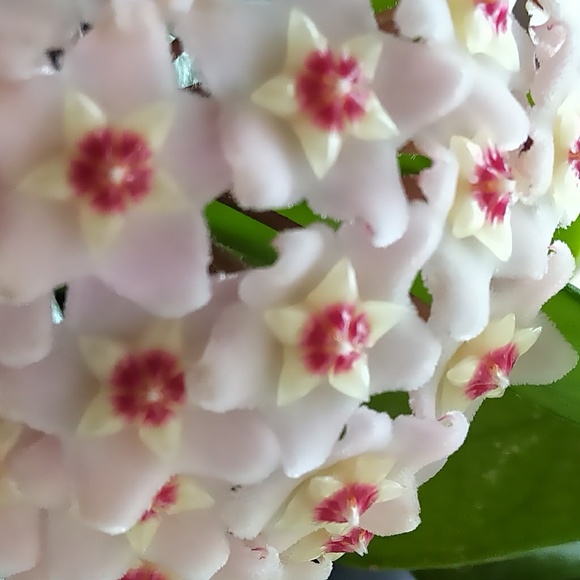 Meet your Posher, Rose - Picture 1 of 1